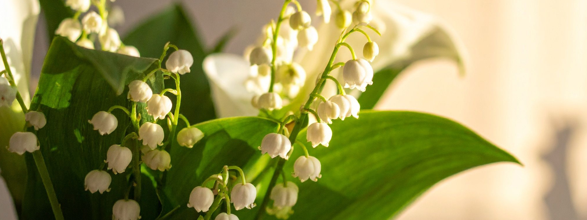 muguet