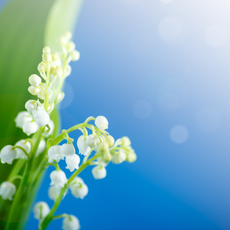 muguet 1er mai