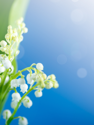 muguet 1er mai