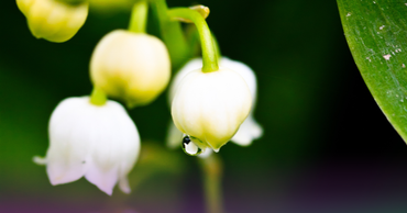 Muguet chance