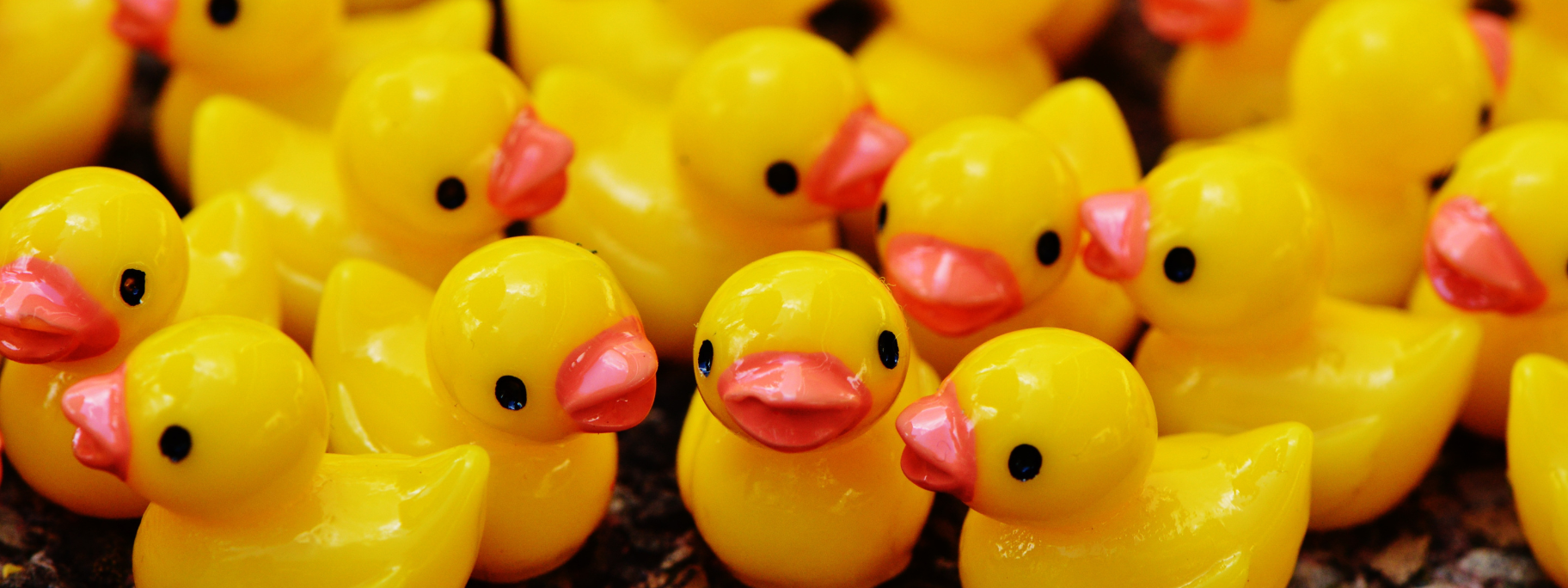 pêche aux canards