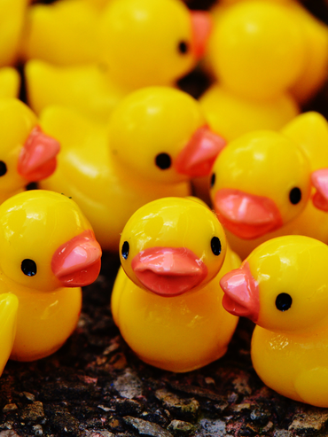 pêche aux canards