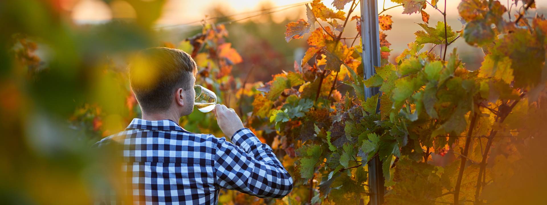 Beaujolais nouveau