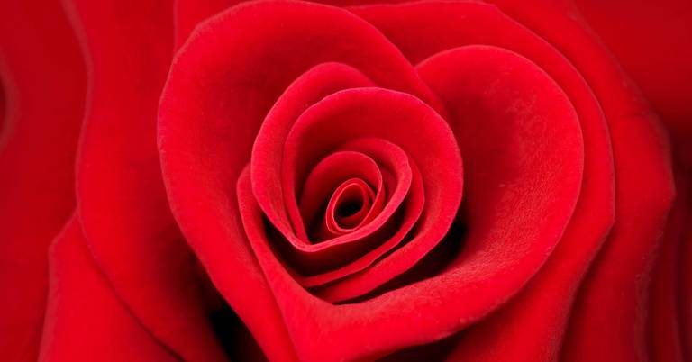 Rose fleur St-Valentin amoureux