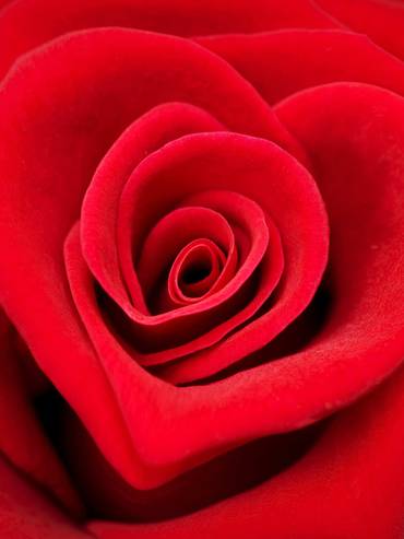 Rose fleur St-Valentin amoureux